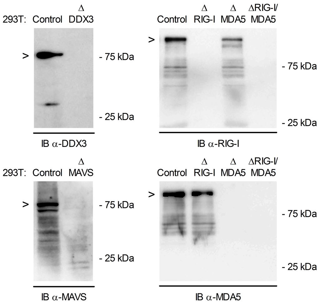 Supplementary Figure 3 Depletion of protein expression in human 293T cells by CRISPR/Cas9-directed genome editing Immunooblot analyses