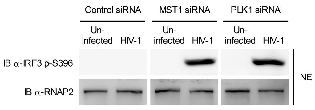 Supplementary Figure 5 IRF3 activation is suppressed by a MST1-PLK1 cascade after HIV-1 infection.