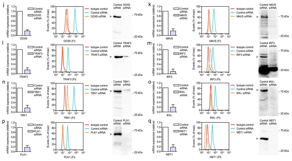Supplementary Figure 8 Silencing of protein expression in human DCs by RNA interference.