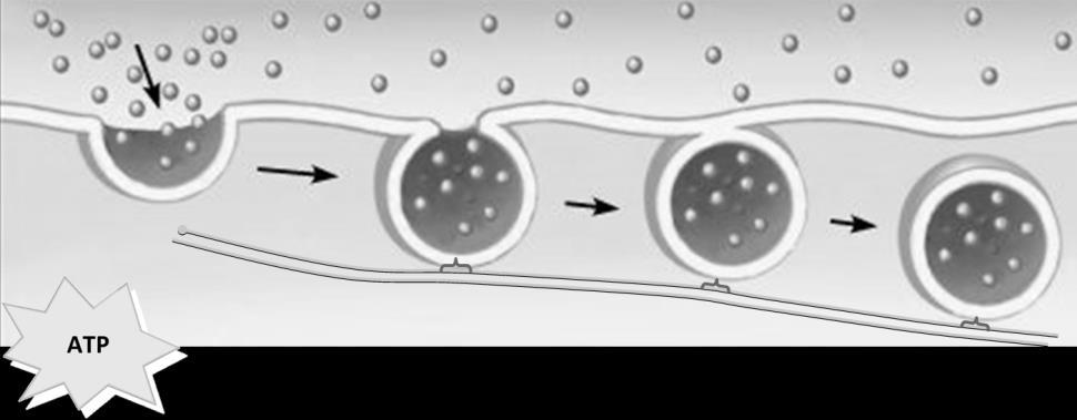 As the pocket deepens, it pinches into the cytoplasm from the plasma membrane as a vesicle