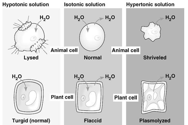 Figure 6: Osmosis & Water Balance in Animal vs Plant Cells Solution Cell Type Result Cell Type Result Hypertonic