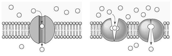Passive Transport: Facilitated Diffusion Ion Channel Carrier Protein Provide a channel through which specific ions