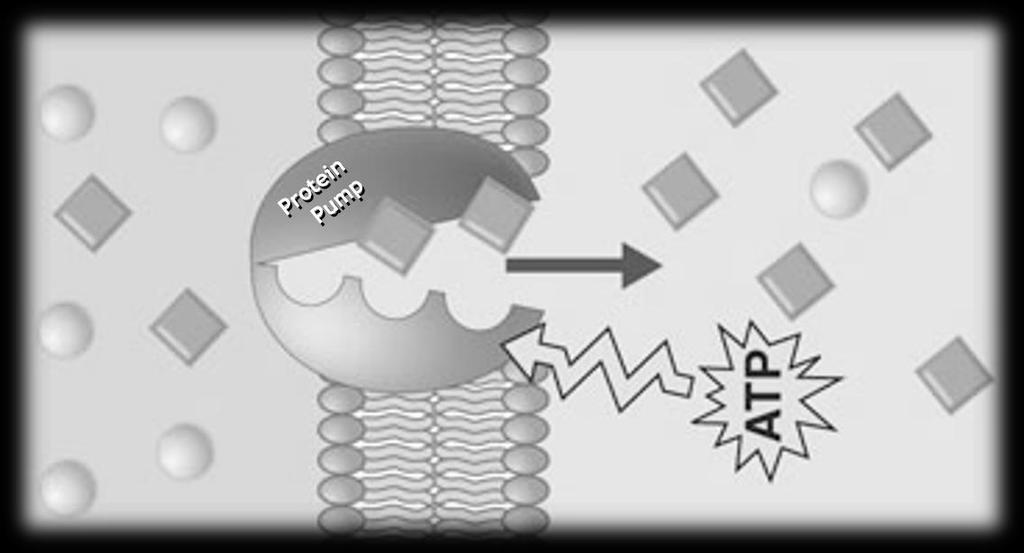 Figure 8: Active Transport All forms of active transport involve Protein Pumps that consume energy (ATP) in