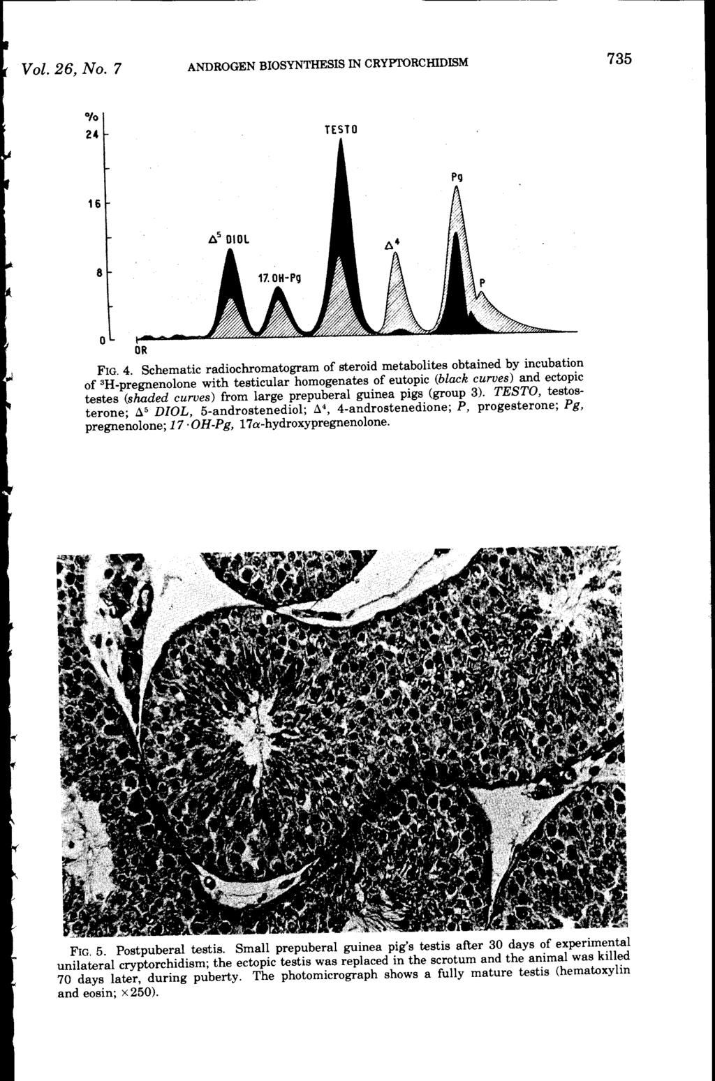 Vol. 26, No.7 ANDROGEN BIOSYNTHESIS IN CRYPI'ORCHIDISM 735 FIG. 4.