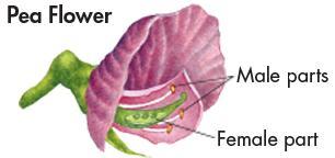 The Role of Fertilization 5. Describe the reproductive structures of a flower. the male parts produce pollen, which contain sperm, and the female parts produce eggs 6.