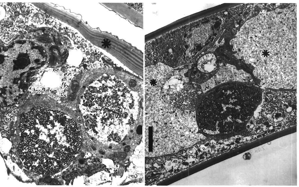 84 Dis Aquat Org 32: 79-85, 1998 monodon tissue served as positive and negative controls for these tests. A sample positive in situ hybridization reaction is shown for mud gill tissue in Fig. 9.