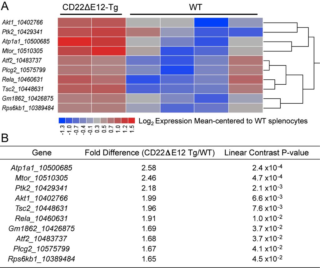 Figure S1. A CD22 E12-Driven Gene Expression Cassette in Mouse BPL Cells. The gene expression values for splenocytes from WT healthy C57BL/6 mice (N=4), leukemia cells from CD22 E12 Tg mice (N=2).