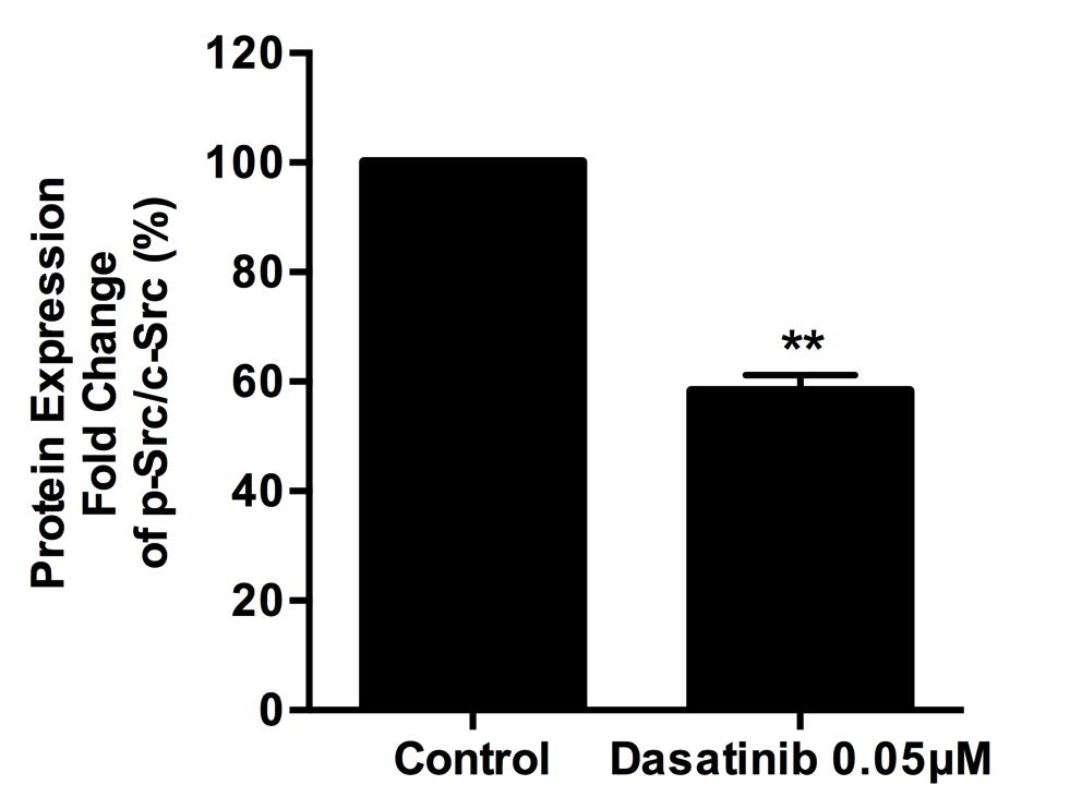 Fig. S1. The influence of dasatinib on c-src activation of A2780 cells.
