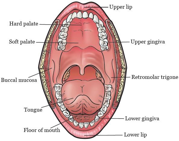 PATIENT & CAREGIVER EDUCATION Early Stage Oral Cavity Cancer This information will help you understand early stag e cancer of the oral cavity (mouth), including symptoms, diag nosis, and treatment.