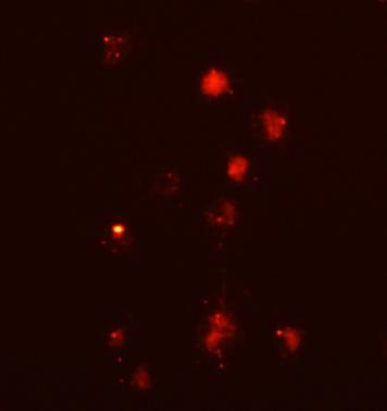 Mean fluorescence intensity % efferocytosis 3 3 Supplementary Figure 3 2 2 1 1 # # # xl -/- xl -/- xl -/- xl -/- IgG + RP + Tim3