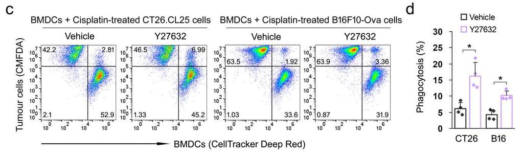 (a) Representative flow cytometry plots. Upper right quadrant indicates BMDCs phagocytosing cancer cells. (b) The percentage of phagocytosis. Data are presented as means ± s.d. (n=4).
