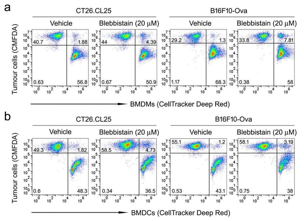 Supplementary Figure 5. Myosin II inhibitor enhances cancer cell phagocytosis. CellTracker Deep Red-labeled BMDMs (a) or BMDCs (b) were co-cultured with CMFDAstained CT26.