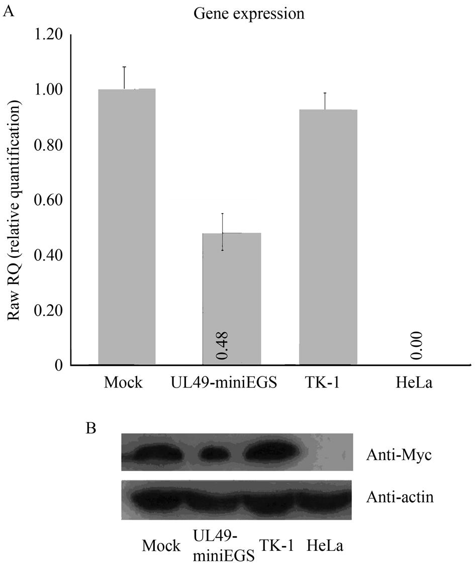 (A) Fluorescent Quantitation PCR assay UL49 mrna level treated with miniegss. (B) Western blotting assay the expression of UL49 gene treated with miniegss (40 nmol/l).