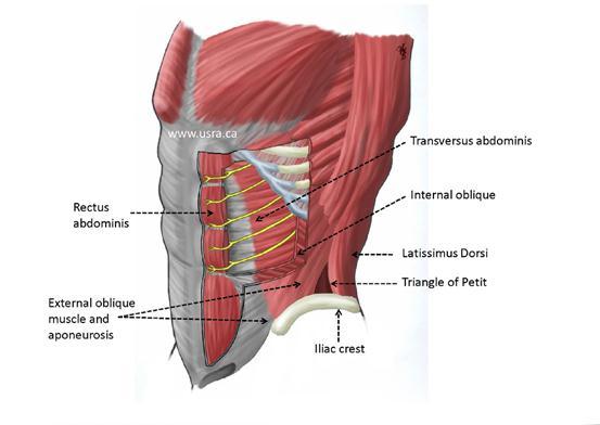 Lateral Abdominal Wall Anatomy