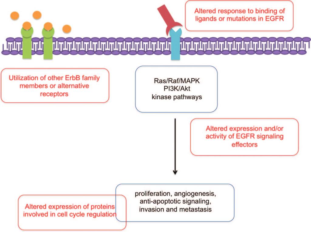 852 Mechanisms of Resistance to Anti-EGFR Therapy in HNSCC Figure 2.
