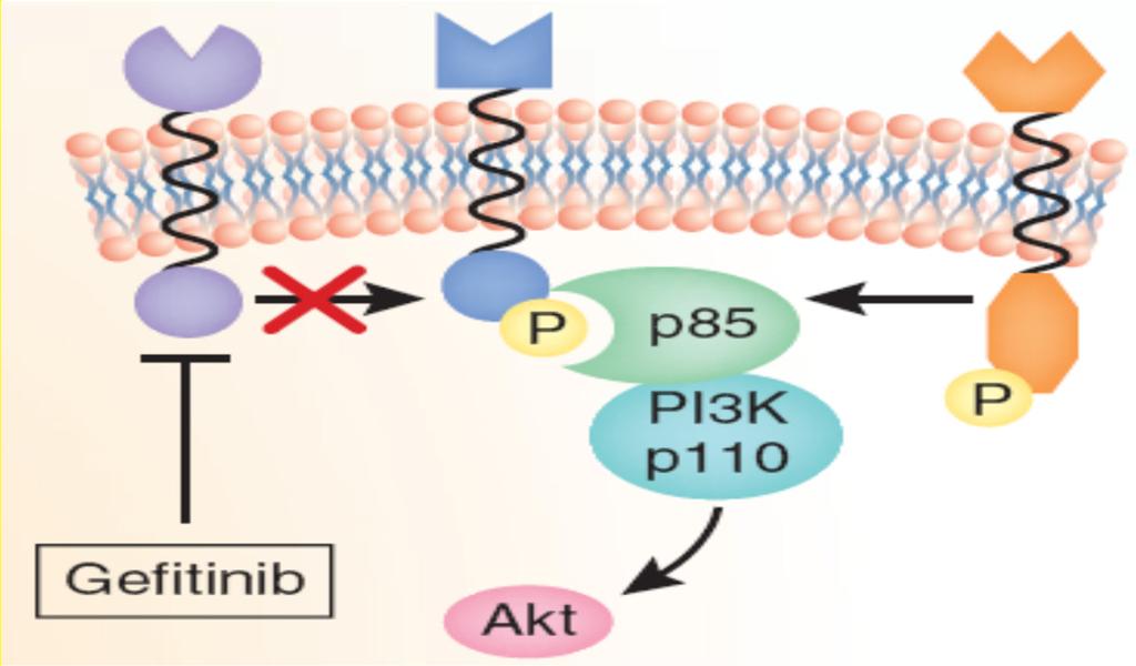 MET amplification activates HER3/AKT Signaling Frequency 5-25% May be seen concurrently with T790M and SCLC transformation* Coupling of MET to HER3 leads to sustained activation of PI3K/AKT