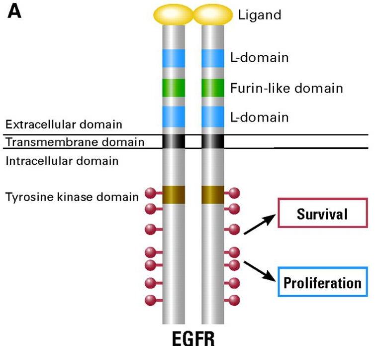 EGFR MUTATION: A MOVING TARGET EGFR E19del