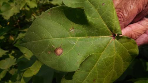 Yield Loss due to Target Spot What is known: Fungus survives on cotton debris Depends on variety Depends on location ~400+ lb/a loss Higher losses as yield increases Develops after