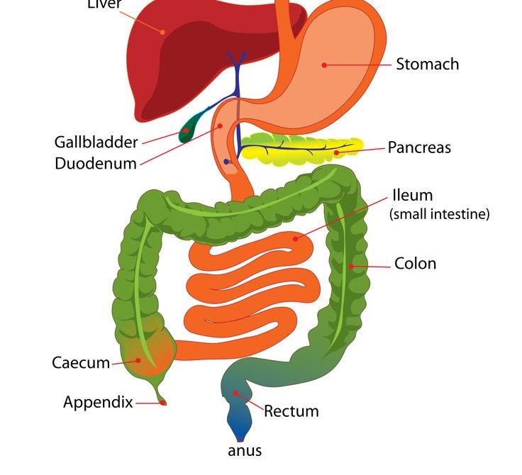 Vitamin and Mineral Absorption Segmental absorptive functions of the GI tract: Mouth Esophagus Stomach - glucose - none - minimal Duodenum -iron, Ca, Mg, vita, D, E, K