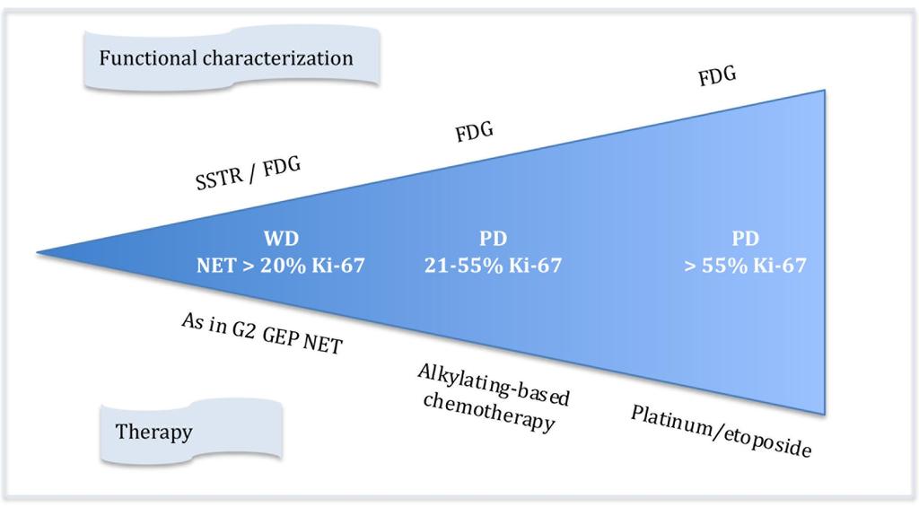 GEP NEC heterogeneity: possible clinical
