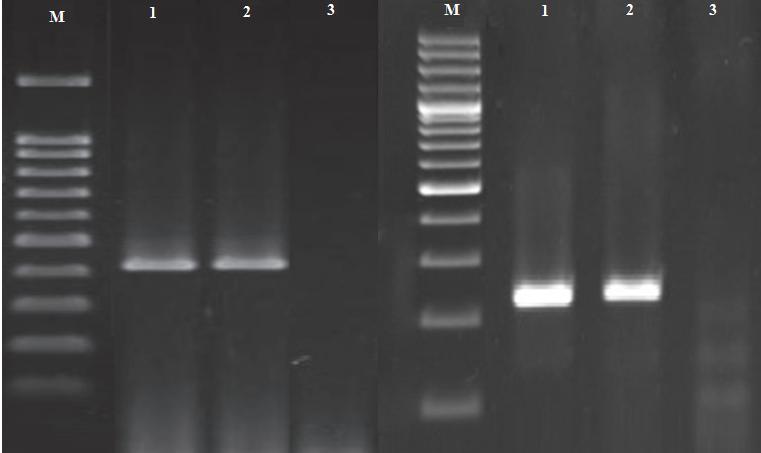 Iranian Journal of Veterinary Research, Shiraz University 99 Table 2: Oligonucleotide primers, volume and programs of PCR reactions used for genotyping of vaca and caga alleles of H.