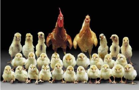 3. T Cell Genetics cock hen