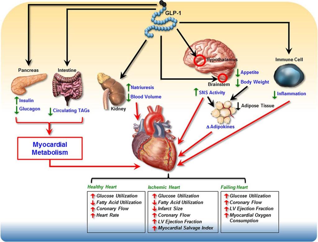 Potential indirect cardiovascular effects of glucagon-like peptide-1 receptor (GLP-1R) agonists. John R.