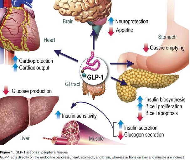 Effect of GLP-1 in human body Drucker