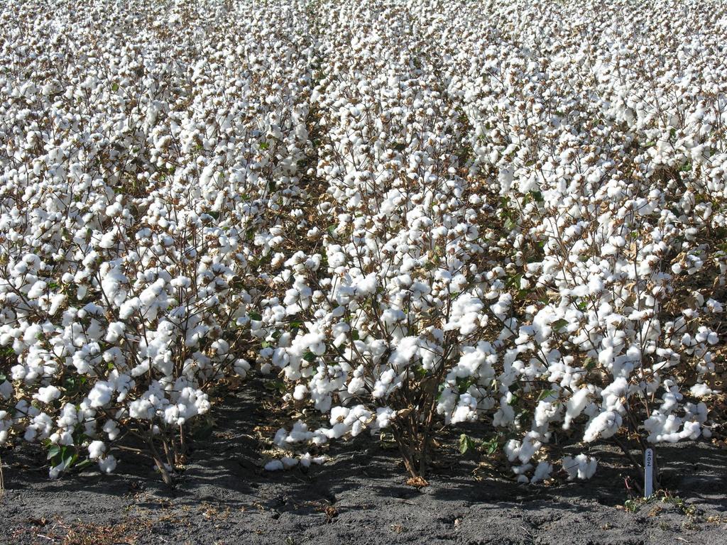 Bt Cotton Overspry Test