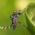 Aedes epactius Aedes triceriatus Anopheles