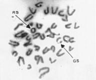 polyploidy; and (F) pulverisation. (G J) Bone marrow smears showing micronucleated erythrocytes: (G and H) polychromatic and (I and J) normochromatic erythrocytes.