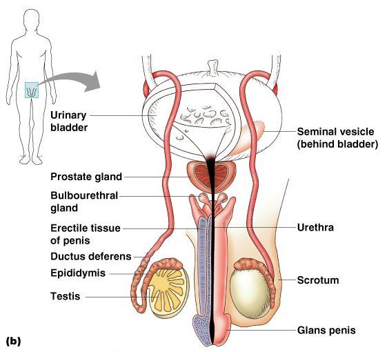Male Reproductive System Testes Duct system Epididymis Ductus deferens Ejaculatory