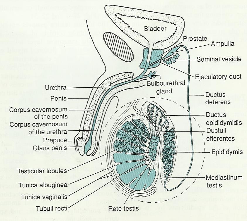 Male reproductive system The male reproductive system is composed of the testes, genital ducts (the adjoining epididymis, and the vas deferens, a accessory sex glands (the seminal vesicles, the
