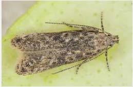 You decide: Is it a host? Tuta absoluta infests tomato plants, feeding on leaves and occasionally fruit.