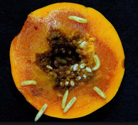 Some examples of hosts The larva of a species of fruit fly is found feeding inside a papaya Extensive