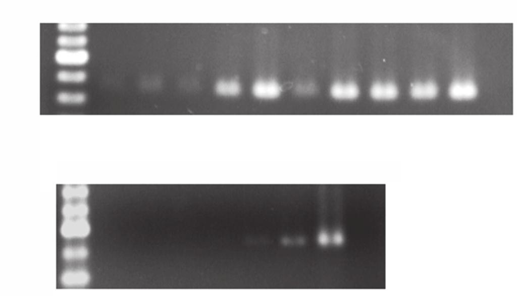 Therefore, we conclude that this primer pair permits the amplification of PCR fragments from parasites belonging to the order Kinetoplastida (Figures 1A and 1B).