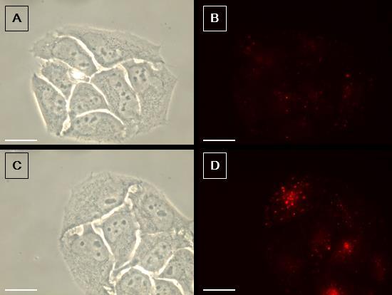 Fig. S10 (A and C) Bright-field and (B and D) fluorescent images of HeLa cells stained with LysoTracker Red DND-99 for 30 min after incubated in (A and B) PBS and (C and D)