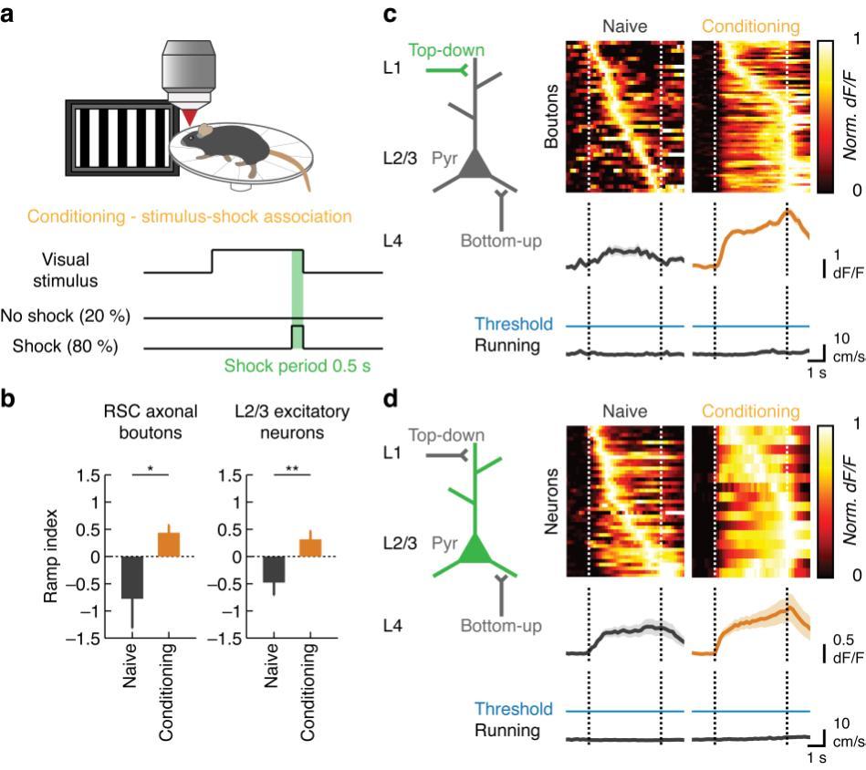 Supplementary Figure 6 Visual stimulus-shock association ( conditioning ) induces ramp-up responses in RSC axons and L2/3 excitatory neurons independent of running. (a) Schematic of the experiment.