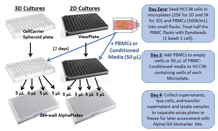 Figure 2. ell culture and treatment workflow. The experimental workflow is illustrated in Fig. 2. riefly, H38 cells were seeded at 25,000 (25K) cells in 50 µl per well on day zero for 2 cultures.
