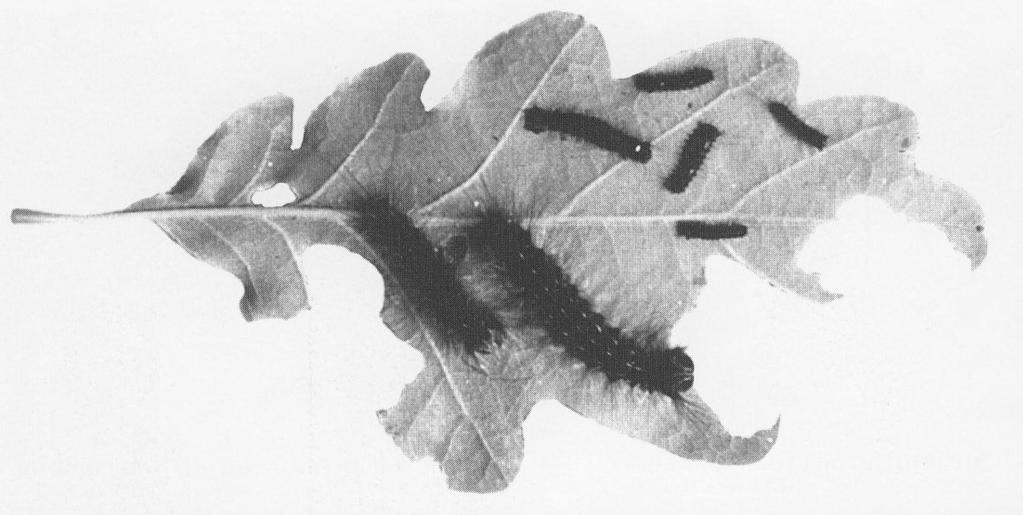 Caterpillars of gypsy moth (Lymantria dispar) on oak leaf above: three weeks