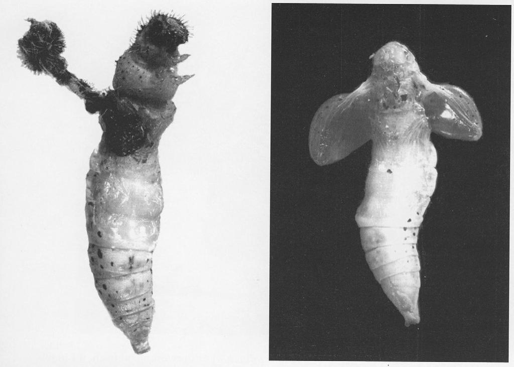 Incomplete moulting of Pieris brassicae from larva to pupa after neem