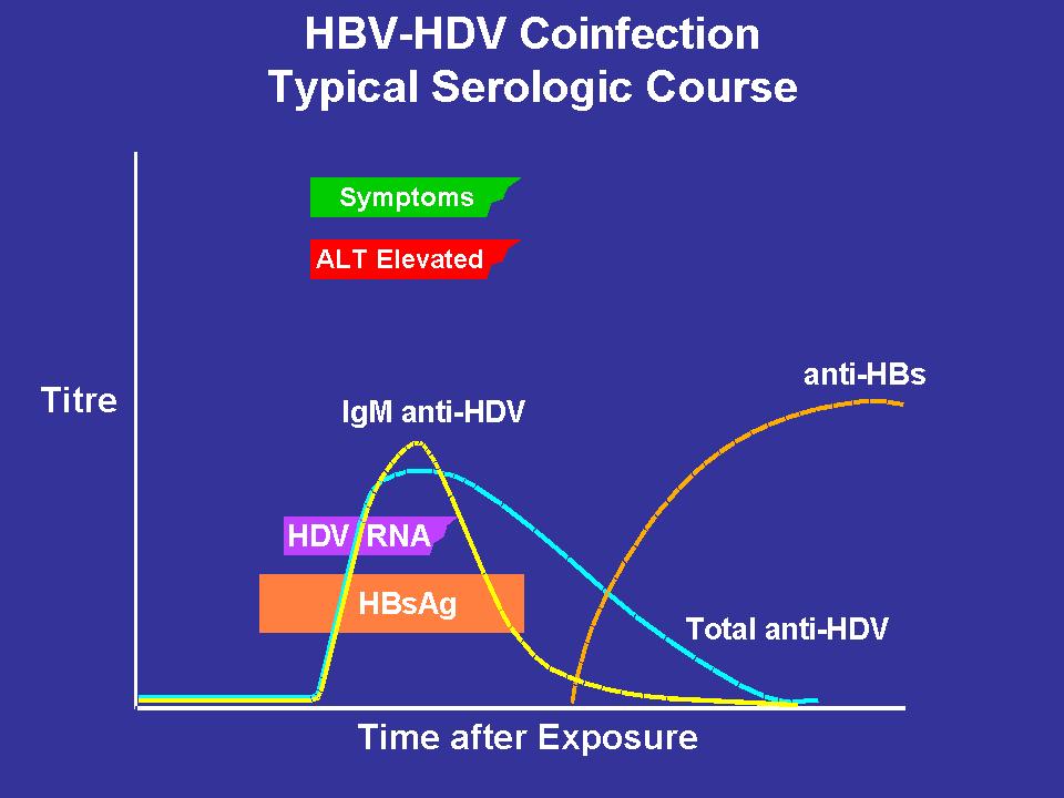 HBV-HDV Coinfection Simultaneous infection with HBV and HDV Severe acute disease and fulminant hepatitis Low risk of chronic HDV infection (1-3%) Early markers HBV DNA, HBsAg and HDV