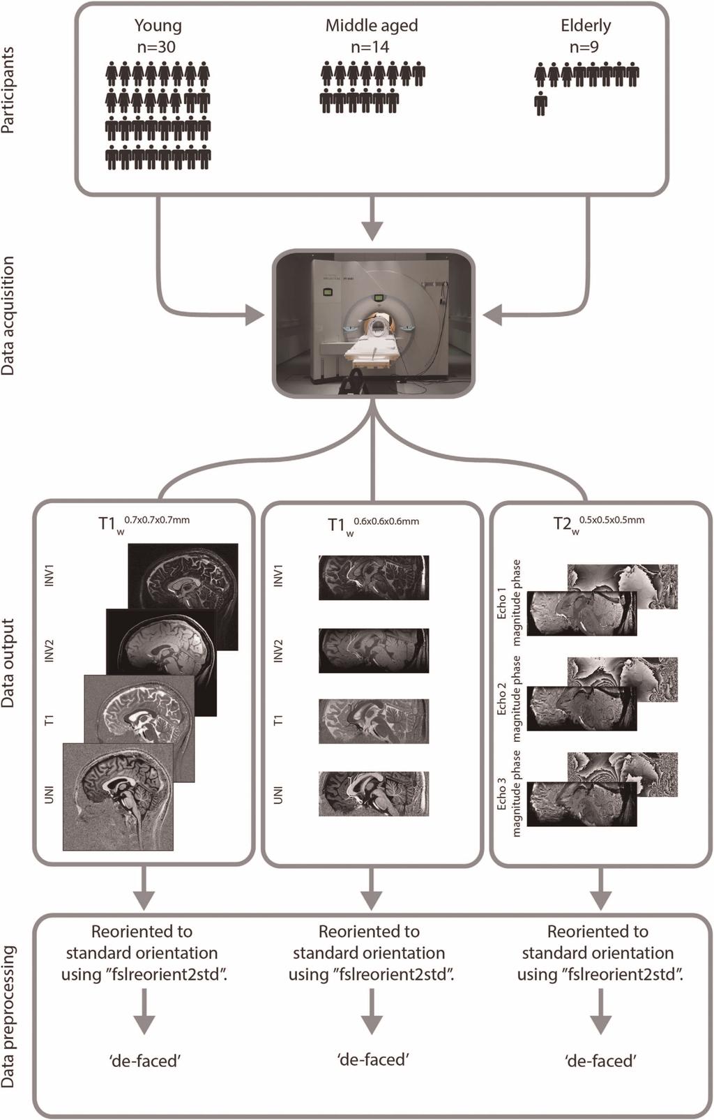 Figure 1. Data acquisition workflow. Three different age groups were structurally scanned using a 7 T MRI scanner.