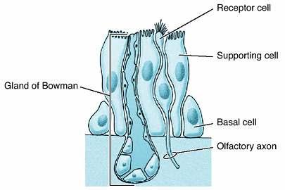 Structure of the olfactory epithelium Olfactory receptor cells - bipolar sensory