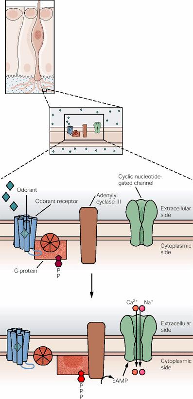 Odorant receptors & odorant signal transduction Odorant
