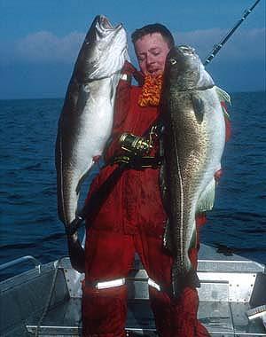 Fish Immunology: The Atlantic cod, Gadus morhua L.