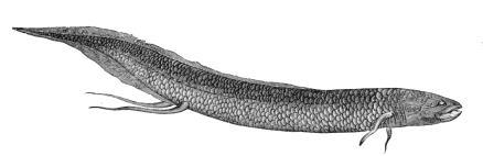 lungfish Tetrapoda Dipnoi Teleostei