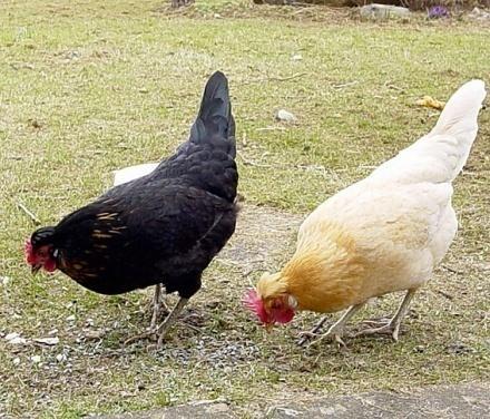 salmonella in chickens
