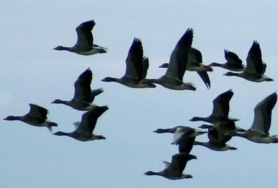 wild migrating birds