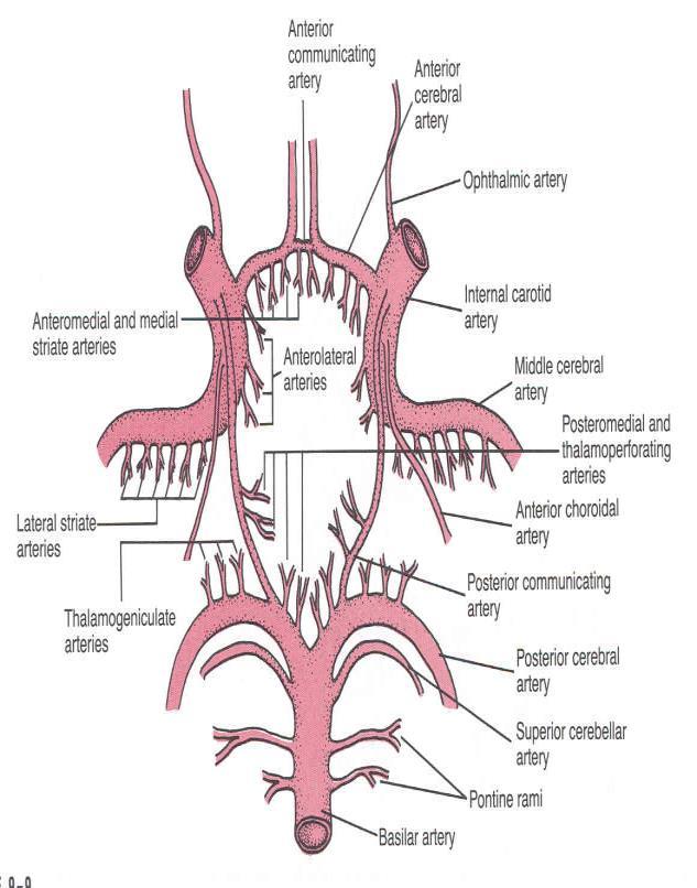Branches: Perforating arteries (Anterior& Posterior): Numerous small vessels that